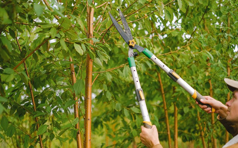 Tree trimming in Snow Lake, AR