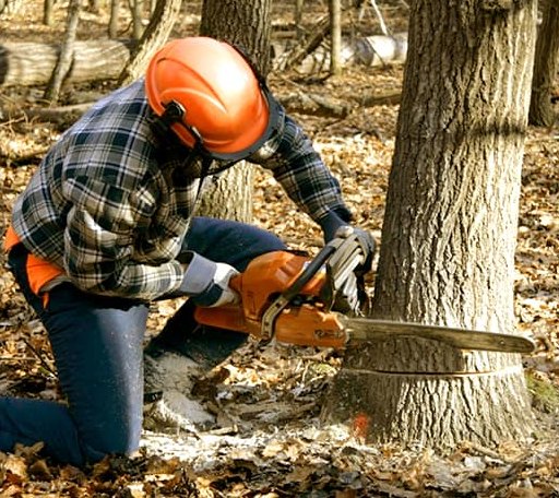 Tree Removal in Snow Lake, AR